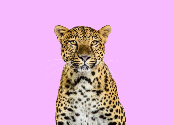 Head Shot Portrait Spotted Leopard Facing Camera Pink Background — Stockfoto