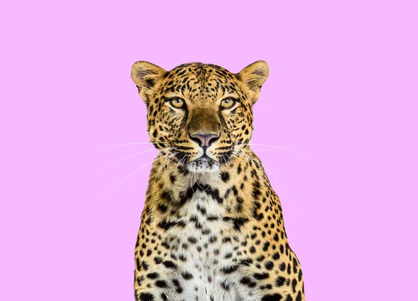 Head shot, portrait of a Spotted leopard facing at the camera on a pink background