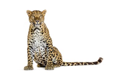 Spotted leopard standing in front and facing at the camera, isolated on white