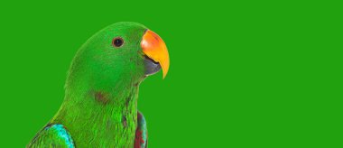 Green amazon parrot bird head shot on green background