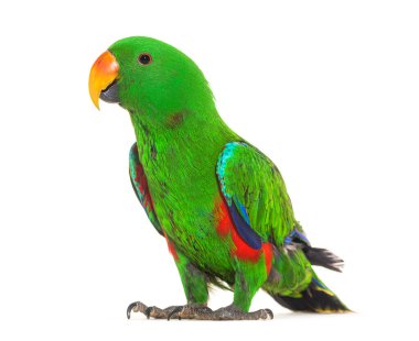 Standing Green amazon parrot bird, isolated on white clipart
