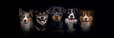 head shot of a group of dogs together on a black background