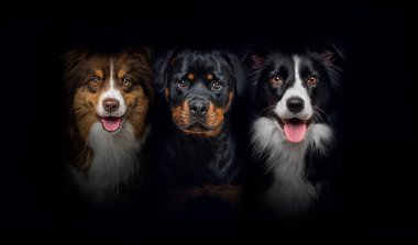 group of dogs, border collie and rottweiler, panting together on a black background