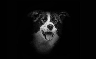 Close-up of Border Collie dog on black background