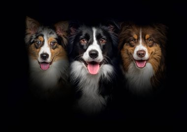 group of dogs, border collie and Australian Shepherd, panting together on a black background