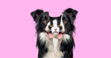 Picture showing the difference between the head of a dog and that of a cat, Head shot side by side against pink background