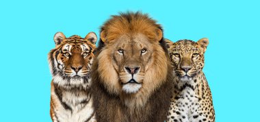 Lion, tiger and spotted leopard, together on a blue background