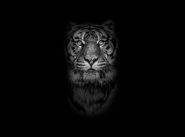 Black and white portrait of a Tiger looking at the camera on a black background