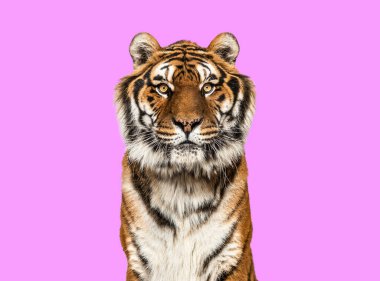 Tiger looking at the camera on a pink background