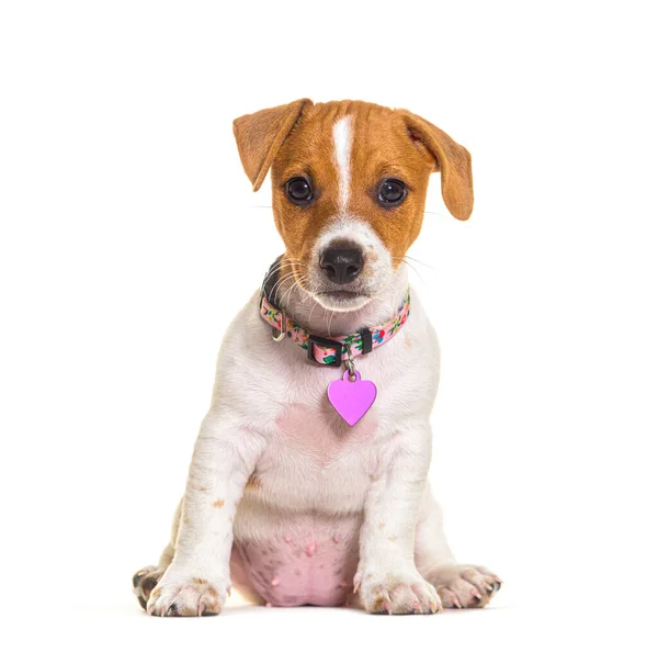 Puppy Jack Russel Terrier Wearing Pink Heart Medal Isolated White — Stok fotoğraf