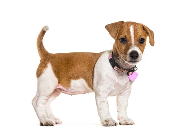 Puppy Jack Russel Terrier Wearing Pink Heart Medal Isolated White — Stockfoto