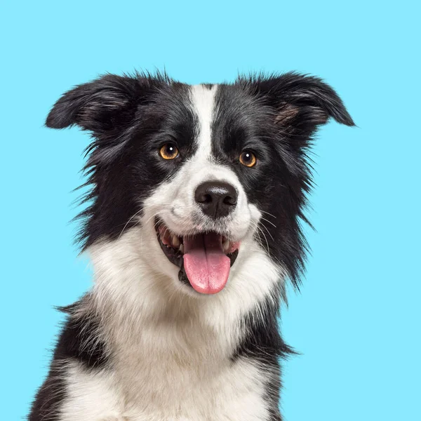 Happy Border Collie Dog Panting Blue Background — ストック写真