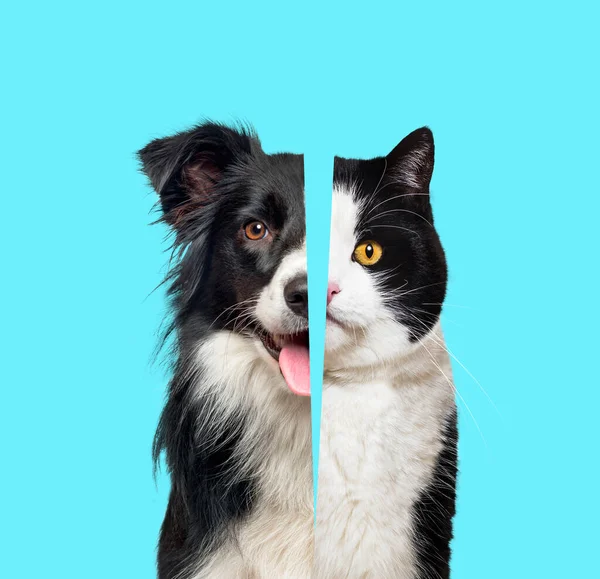 Picture Showing Difference Head Dog Cat Head Shot Side Side — Fotografia de Stock