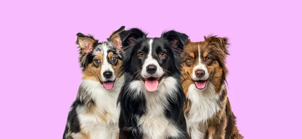 Группа Собак Пограничный Колли Австралийская Овчарка Парящие Вместе Розовом Фоне — стоковое фото