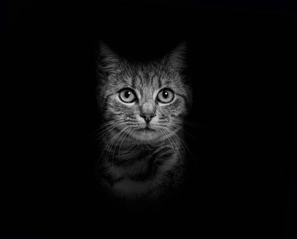 Black White Portrait Grey Stripped Tabby Mixed Breed Cat Black — Stock Photo, Image