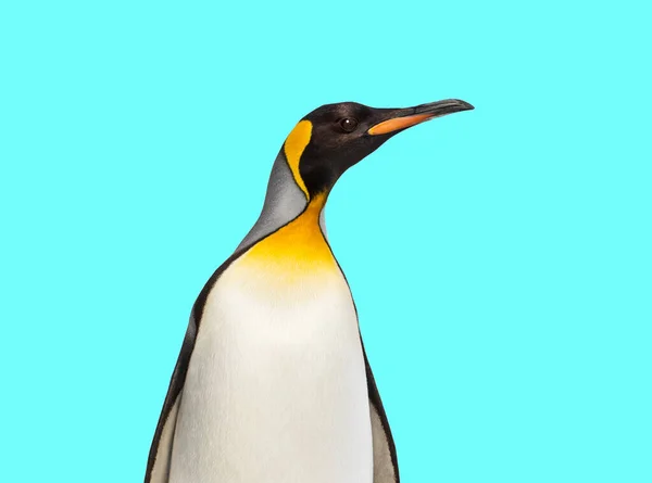King Penguin Standing Front Blue Background — Stock Photo, Image