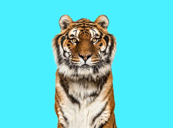 Tiger Looking Camera Blue Background — Stockfoto