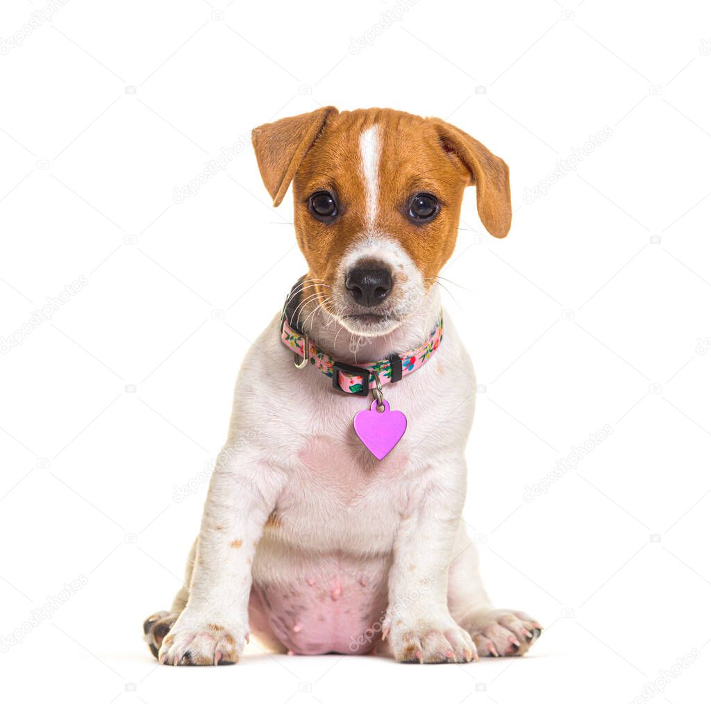 Puppy jack russel terrier wearing a pink heart medal, isolated on white