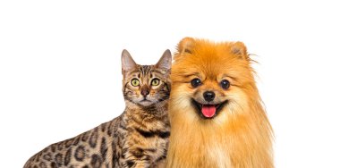 Kahverengi bengal kedisi ve Red Pomeranian köpeği beyaz arka planda mutlu bir ifadeyle soluk soluğa kalıyorlar.
