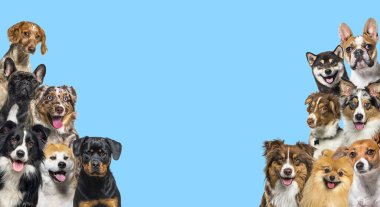 Two large groups of dogs looking in all directions on blue background clipart