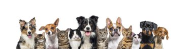 Large group of cats and dogs looking at the camera on blue background