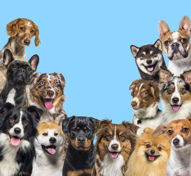 Büyük bir grup köpek mavi arka plandaki kameraya bakıyor.