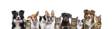 Large group of cats and dogs looking at the camera on blue background