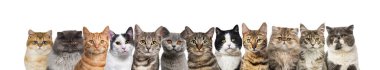 Büyük bir grup kedi arka arkaya beyaz kameraya bakıyor.