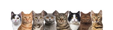 Büyük bir grup kedi arka arkaya beyaz kameraya bakıyor.