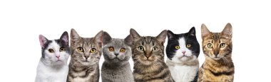 Büyük bir grup kedi arka arkaya beyaz kameraya bakıyor.