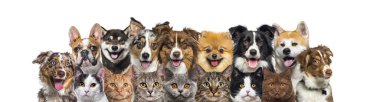 Büyük bir grup kedi ve köpek kameraya bakıyor, afiş beyaz üzerine izole edilmiş.
