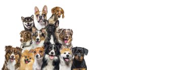 Large group of dogs looking at the camera on blue background clipart