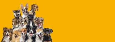 A bunch of dogs looking in all directions on dark yellow background clipart