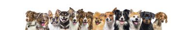 Banner, büyük bir grup köpek kameraya bakıyor.