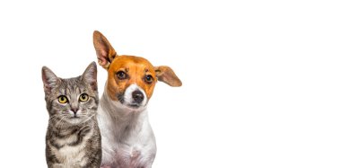 Gri çizgili tekir kedi ve Jack Russell teriyer köpeğinin baş görüntüsü. Beyaz üzerinde izole edilmiş, afişi kopyalanmış.