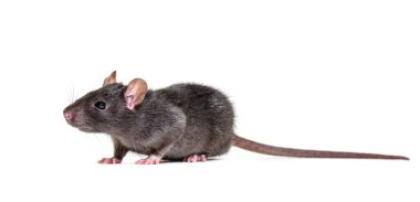 Siyah sıçan, Rattus Rattus, beyaz arkaplanın önünde.