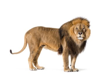 Side view of a male lion looking back, isolated on white
