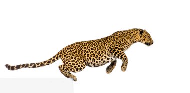Benekli leopar sıçrıyor, panthera pardus, beyaz üzerine izole edilmiş.