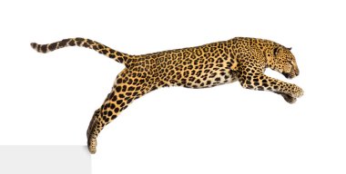 Benekli leopar sıçrıyor, panthera pardus, beyaz üzerine izole edilmiş.