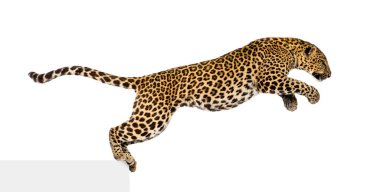 Benekli leopar sıçrıyor, panthera pardus, beyaz üzerine izole edilmiş.