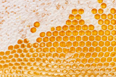 Damlayan bal dolu bir kovan çerçevesinin bal peteklerine yakın çekim