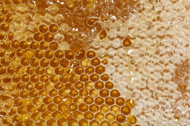 Damlayan bal dolu bir kovan çerçevesinin bal peteklerine yakın çekim