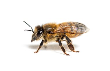 Bir bal arısının yan görünüşü, apis mellifera, beyaz üzerine izole edilmiş. 