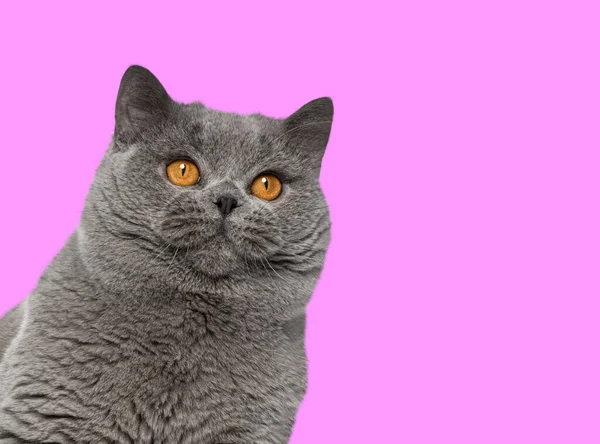 Head Shot British Shorthair Cat Front Pink Background — Stock Photo, Image