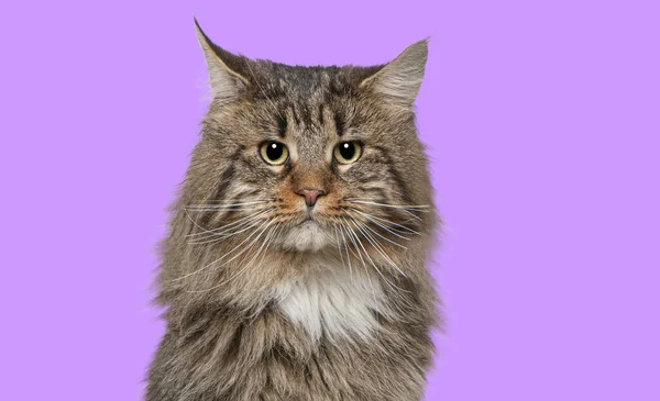 Head Shot Maine Coon Cat Front Purple Background — Stock Photo, Image