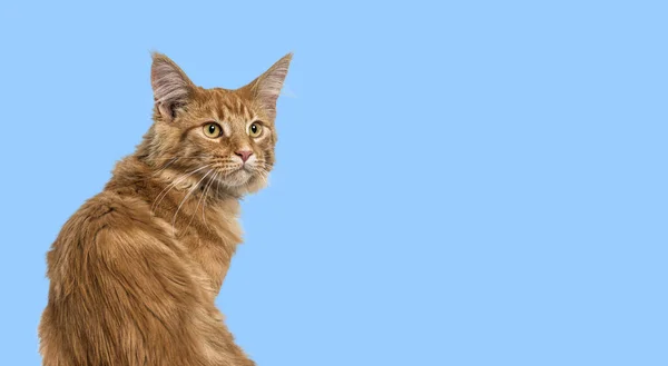 Cabeça Tiro Gengibre Maine Coon Gato Olhando Para Longe Fundo — Fotografia de Stock