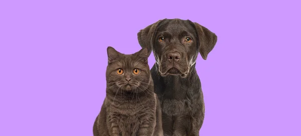 Gato Marrón Perro Mirando Juntos Cámara Sobre Fondo Púrpura —  Fotos de Stock