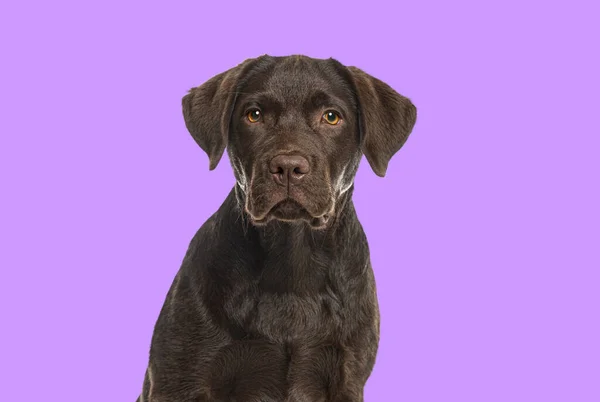 チョコレートのヘッドショットラブラドールレトリバー犬は紫の背景にカメラを見て — ストック写真