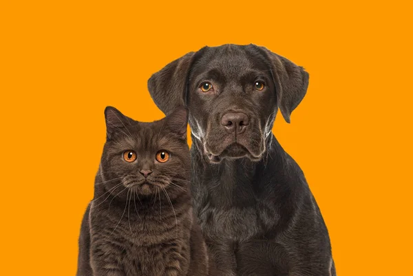 Braune Katze Und Hund Blicken Gemeinsam Die Kamera Vor Orangefarbenem — Stockfoto