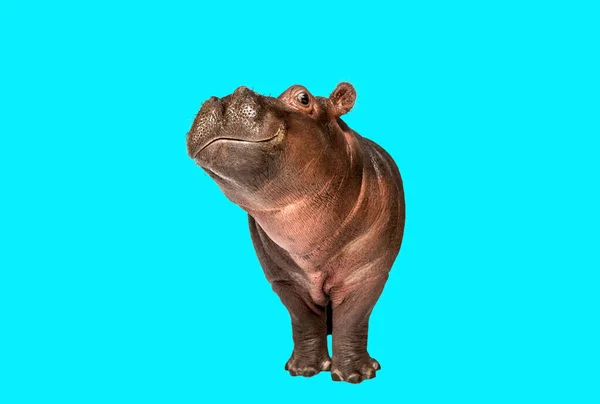 Hippo Calf Facing Camera Blue Background — Stock fotografie